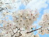 「本町公園の桜が咲いてます！」