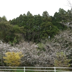 桜の季節