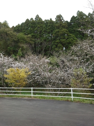 桜も五分咲きくらいです「桜の季節」