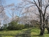 とべ動物園の桜「お天気が良いなら出かけませんか♪」