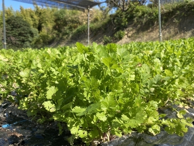 無農薬パクチーの栽培「野村ファームの新鮮朝採りパクチー、ベトナム料理 ふぉーの店 枚方店(ひらかたポイント使えます)」