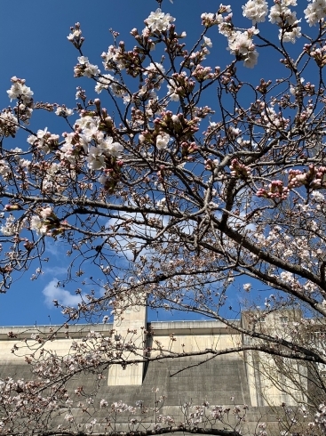 「和音の春♪　ひとくらダムの桜　咲き始めました。　」