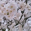 《柴又帝釈天の桜も見頃を迎えています》