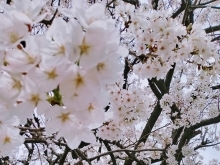 《柴又帝釈天の桜も見頃を迎えています》