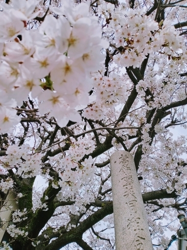 「《柴又帝釈天の桜も見頃を迎えています》」