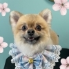 お友達♡ Dog salon mofu mofu 余市町