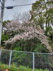 「桜(北九州市八幡西区若葉にある少人数対応安心低価格の直葬.家族葬専門葬儀社です。小倉にも会館がございます)」
