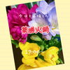 「(๑˃̵ᴗ˂̵)薬膳火鍋♡出雲駅前【鍋や中じい】」