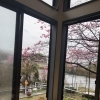 桜が咲きました　うどん葉月　岡山市東区神崎町