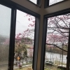 桜が咲きました　うどん葉月　岡山市東区神崎町