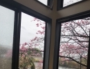 桜が咲きました　うどん葉月　岡山市東区神崎町