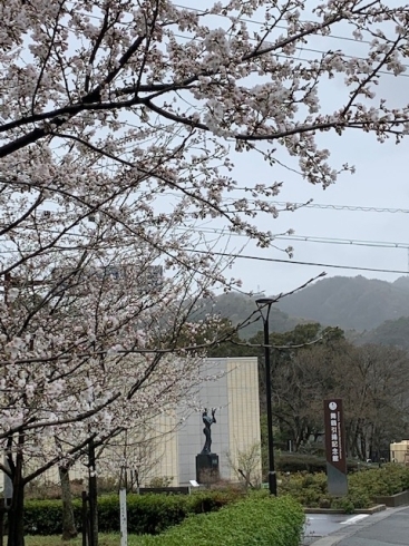 ソメイヨシノ「～桜の季節～」