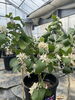 「えさしレモン「Eレモン」の花がたくさん咲いております！」