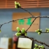 また少し桜の蕾が膨らんできました