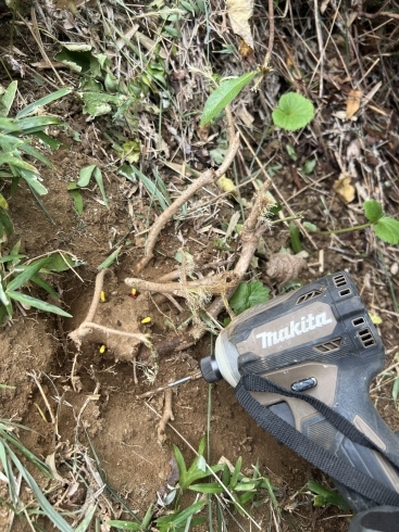 除草材(ケイピンエース)キリで穴を開け差し込みます「葛専用除草剤。横浜磯子、金沢区。植木、造園、庭のご相談は庭一。」