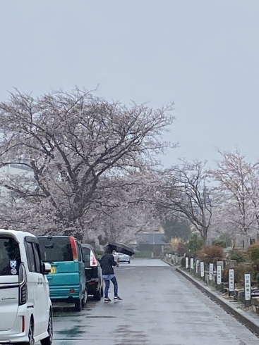八柱霊園　雨降りそれでもお参りの方が見えていました「桜と雨　千葉のアンティークショップ　アンティークDEN」