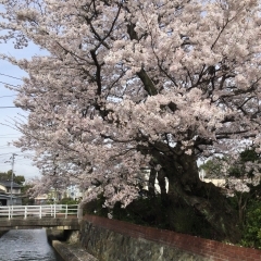 加茂川の桜がきれいです！