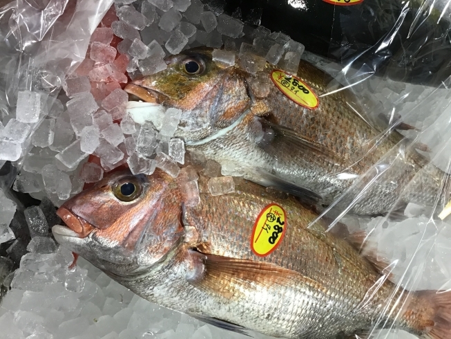 「魚魚市場鮮魚コーナーおすすめは「天然鯛」です♪」