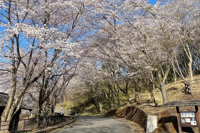 笠間の桜も美しいですよ「【笠間】桜の季節に笠間へいらっしゃいませんか？【お花見】」