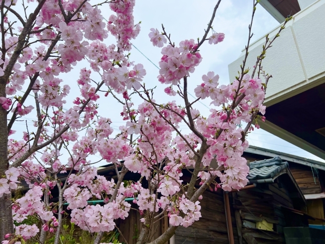 「桜」