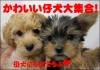 「仔犬がいっぱいパート3！」