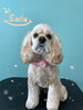 「今日のわんこちゃん♡Dog salon mofu mofu余市町」