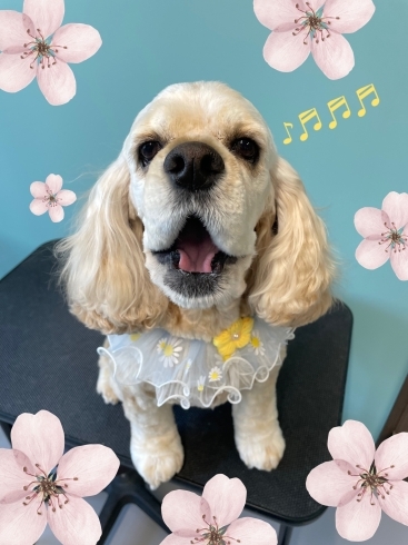 「お友達♡Dog salon mofu mofu 余市町」