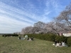 宮川堤「宮川堤の桜」