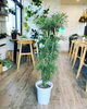 「観葉植物入荷しました」