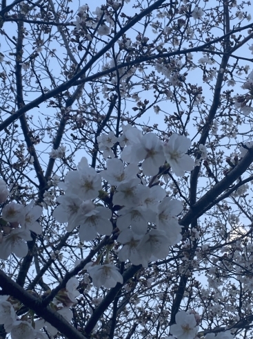 教室からの桜「桜見ごろ贅沢なロケーションで♡Luana hula studio橿原市フラダンス教室」