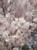 「近所の桜♪今年も奇麗に咲いてくれました(*´ω｀*)」