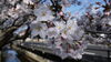 高瀬川沿いの桜「さくら満開　」