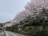 音無山「音無山の桜」