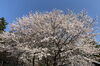 ハウス前の桜「満開の桜！いちご狩りと一緒にお花見も楽しめます。」