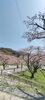 「3/28 桜開花情報【青海 名引山公園】」