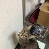 こむぎ日記꙳★*ﾟ