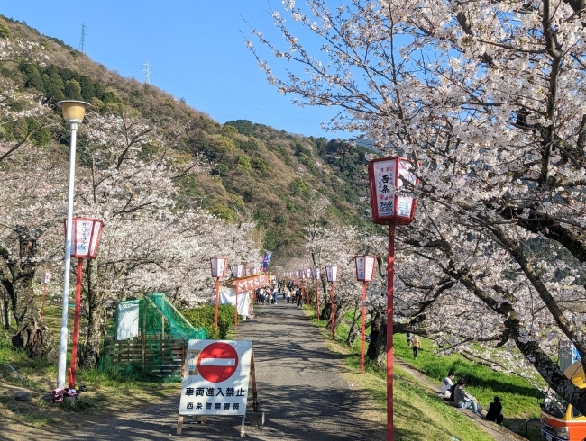 「【西条市 福武甲】武丈公園の桜並木を歩きました！（2023年3月28日）」