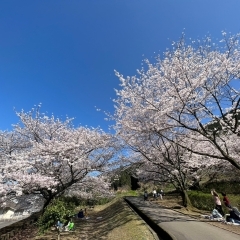 【新居浜市 角野新田町】山根公園の桜は満開です！（2023年3月28日）