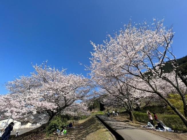 「【新居浜市 角野新田町】山根公園の桜は満開です！（2023年3月28日）」