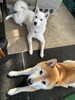 和犬たち「Today’s dog」