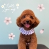 お友達♡ Dog salon mofu mofu 余市町