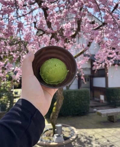 祇園辻利の抹茶アイス「祇園辻利の抹茶アイス！桜を見ながらいかがですか？」