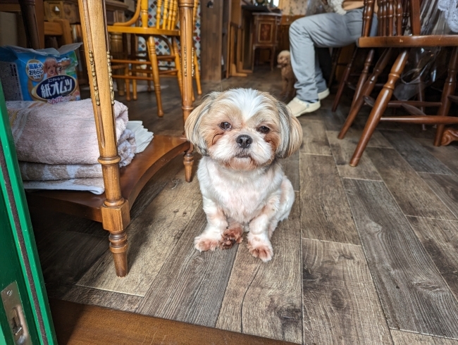 看板犬シーズーの育「カフェだけど、、、」