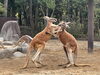 カンガルーボクシング「新しいカンガルーの群れ」
