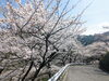 「【西条市 福武】西条市 市民の森へ行ってきました！（2023年3月29日）」