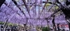 東洋一の藤棚　天王川公園の藤まつり「バスツアーのご案内」