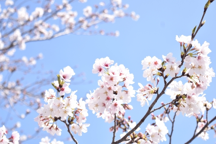 青空と桜♪「まいぷれ編集部事務所前の桜が咲いています♪」
