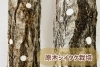 原木シイタケ栽培はじめませんか？「原木シイタケ栽培始めませんか？」