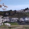 ☆桜満開☆史跡と桜並木☆広瀬町☆