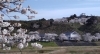 「☆桜満開☆史跡と桜並木☆広瀬町☆」